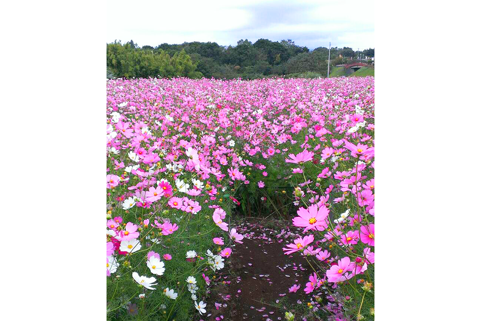 02-blog-futagawa2015110901