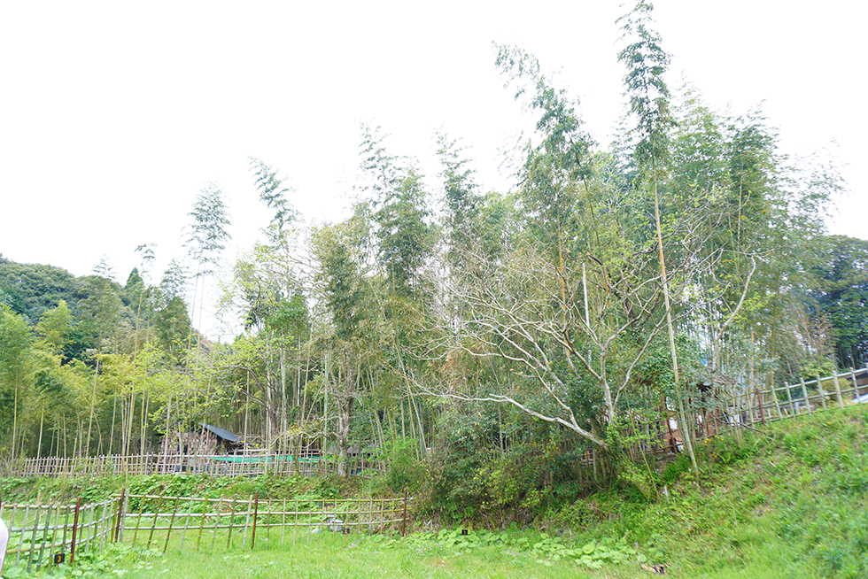 03-blog-hachisuga2016042001