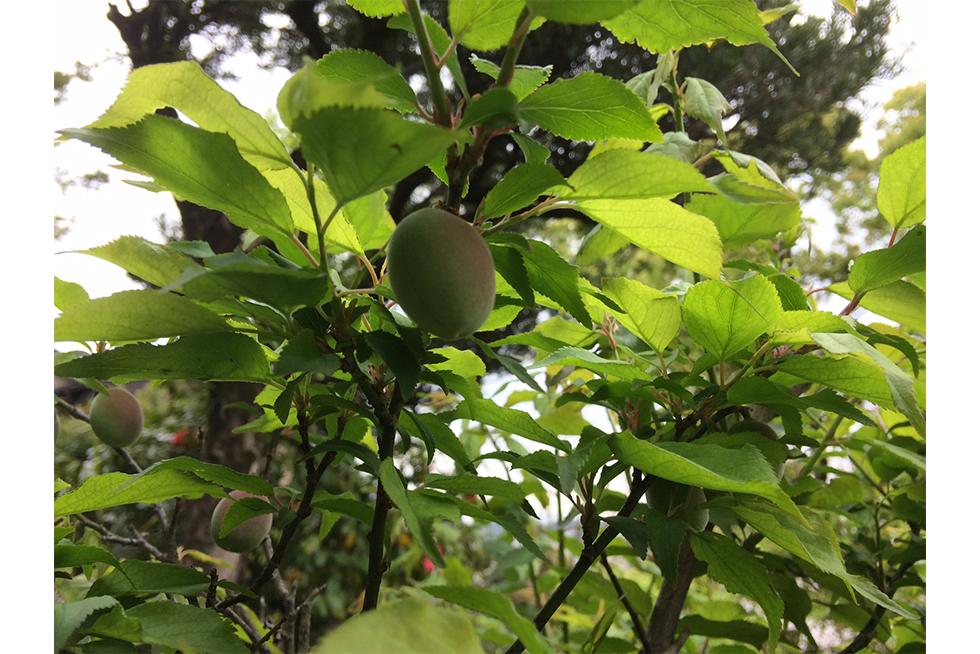 04-blog-maeda2016052201